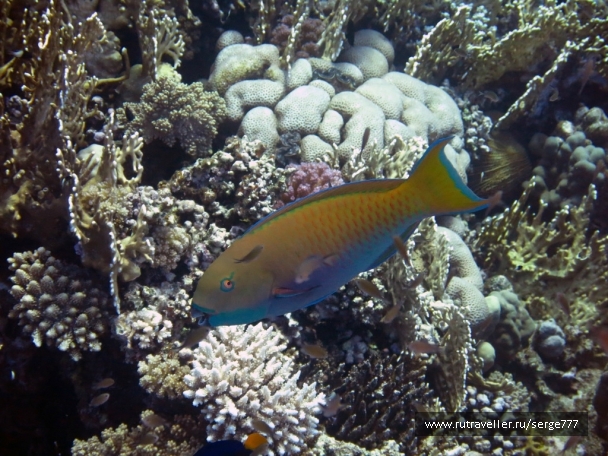photo 737570
