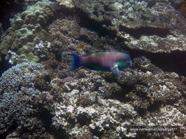 photo 737575