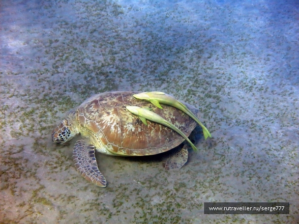 photo 737613