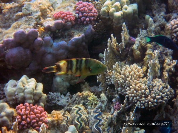 photo 737617
