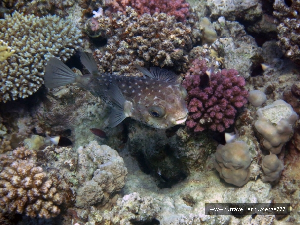 photo 737621