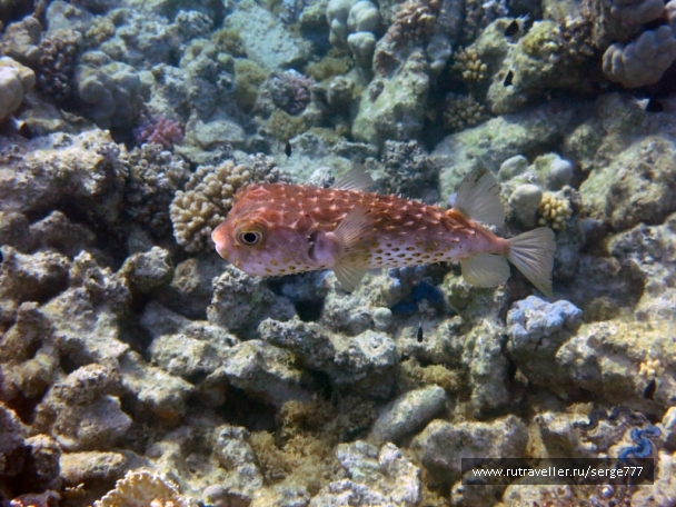 photo 737622