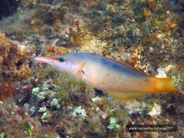 photo 737626