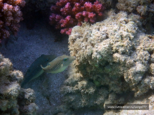 photo 737641