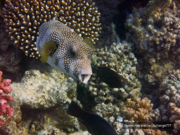 photo 737645