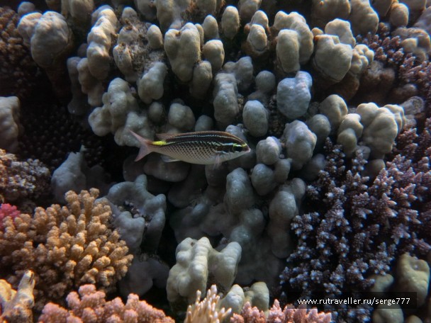 photo 737654