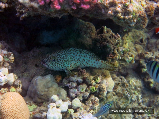 photo 737663