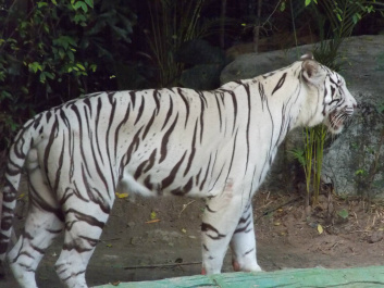 photo 333375