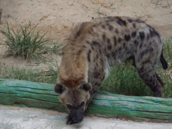 photo 333378