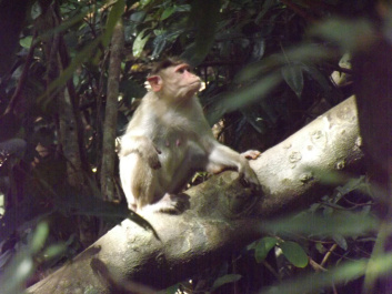 photo 438846