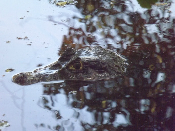 photo 438855