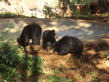 photo 438860