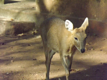 photo 438861