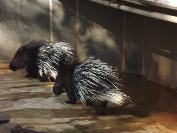 photo 438862