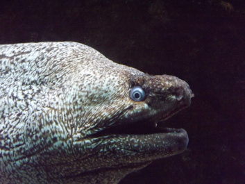 photo 444219