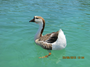 photo 229935