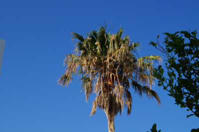 photo 482278