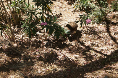 photo 483176
