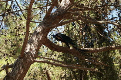 photo 483258