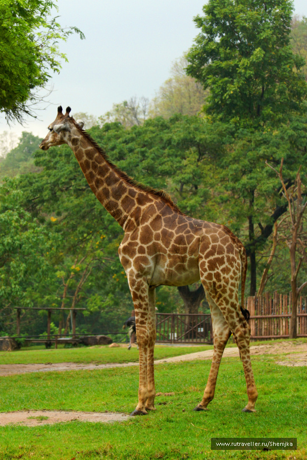 photo 276328