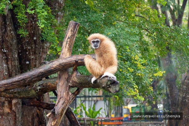 photo 276469