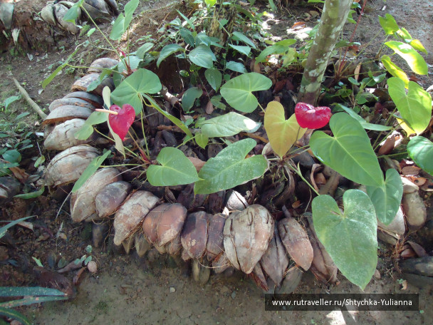 photo 456188