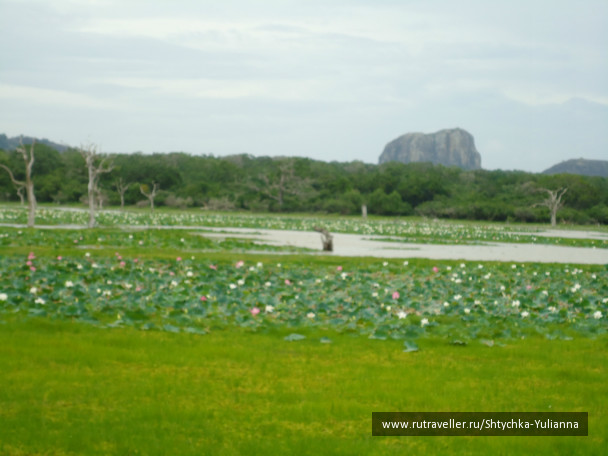 photo 456197