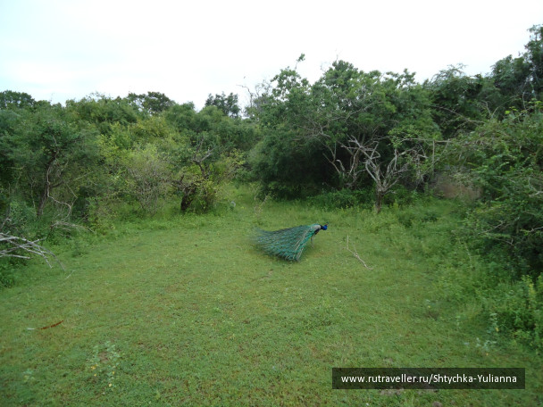 photo 456199