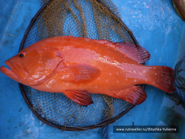photo 456282