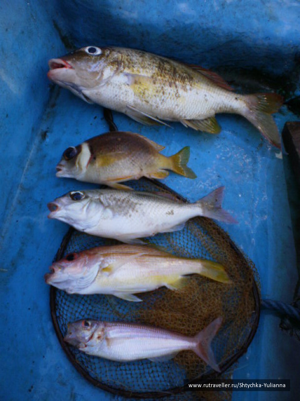 photo 456283