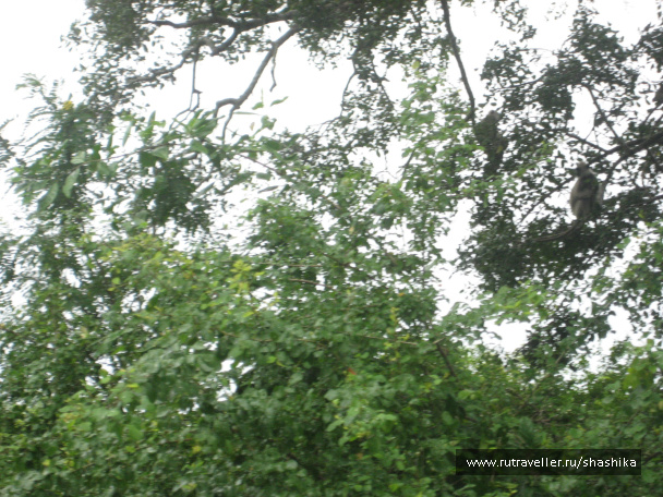 photo 388067