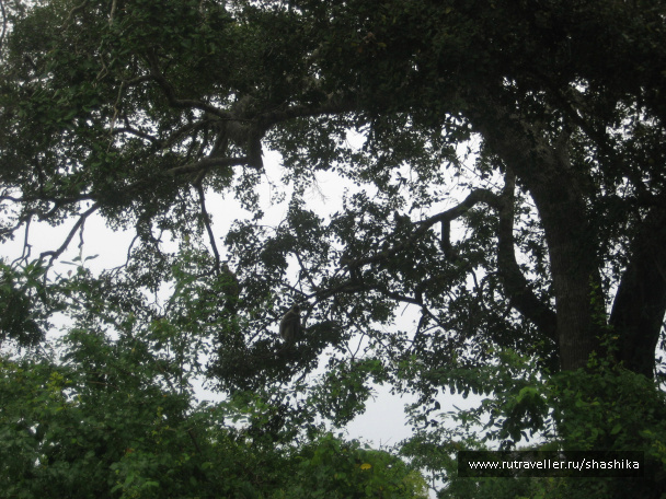 photo 388071