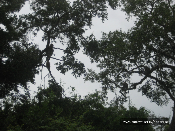 photo 388073