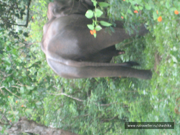 photo 388075