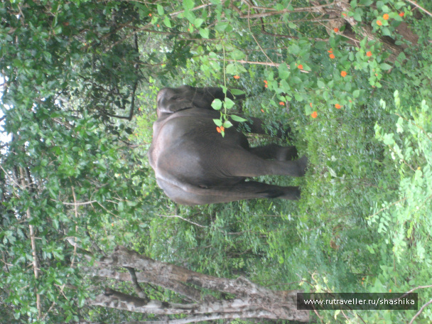 photo 388077