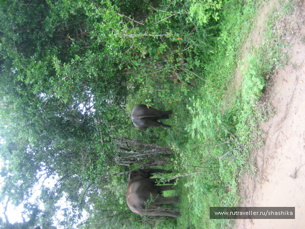 photo 388079