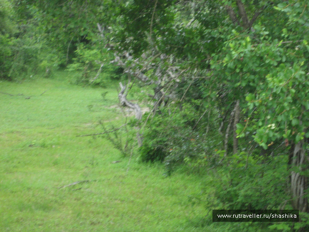 photo 388090