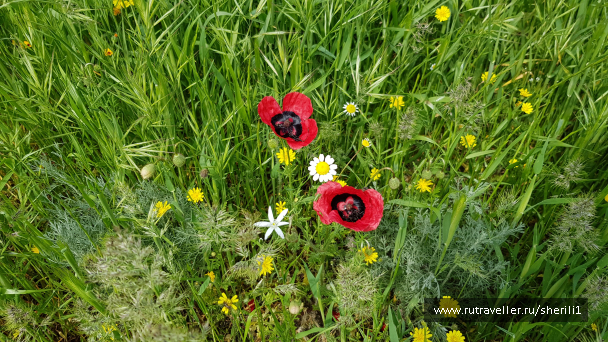 photo 1778484