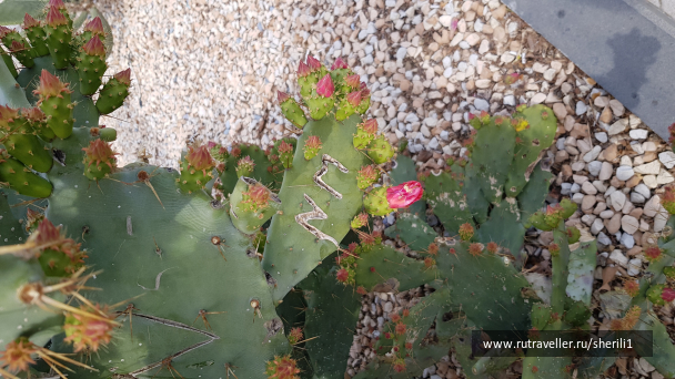 photo 1778521