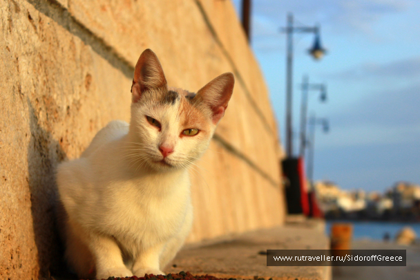 photo 1514263