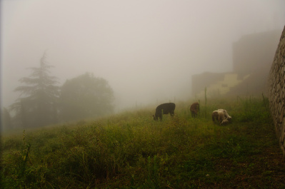 photo 234155