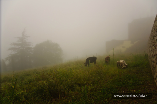 photo 234155