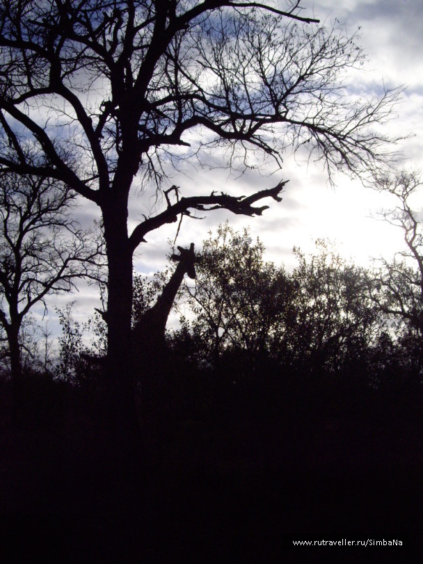 photo 95814