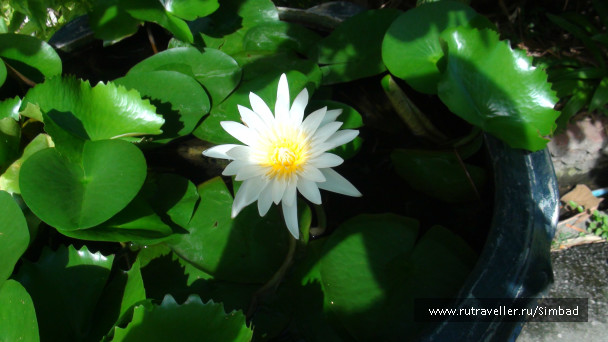 photo 84483