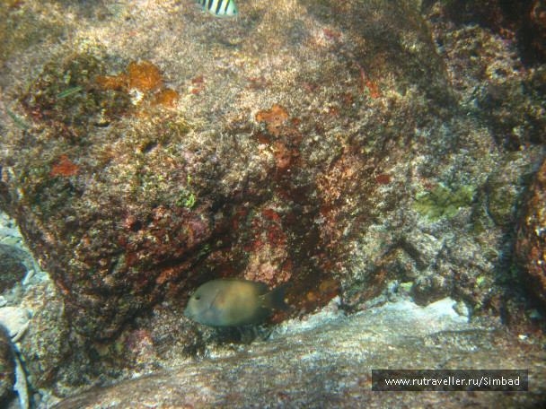 photo 690516
