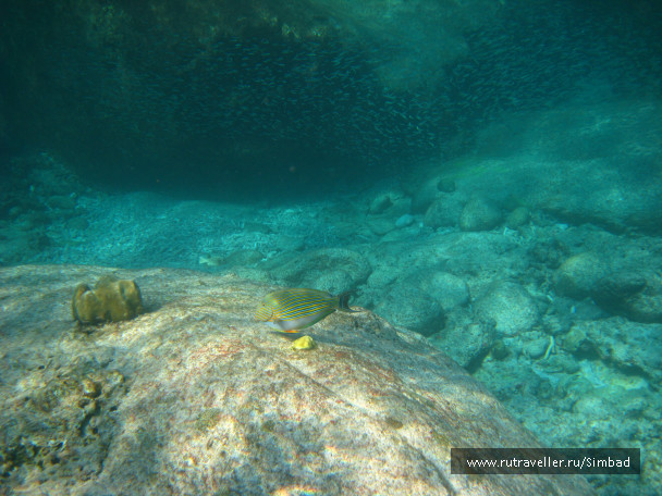 photo 690519