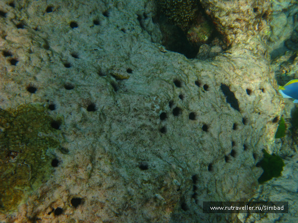 photo 690521