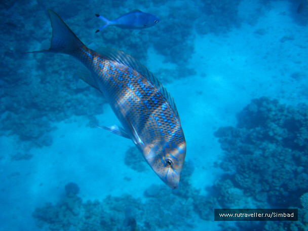 photo 40367