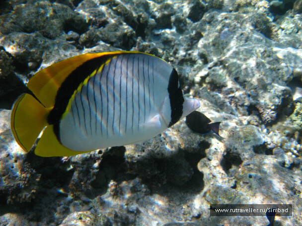 photo 40372