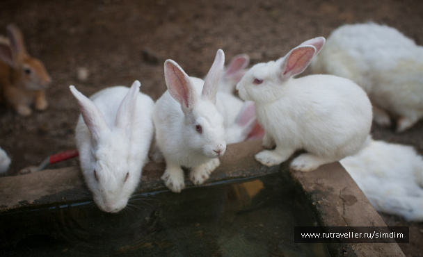 photo 114646